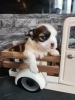 Lilly, a female Mal Shi for sale in La Harpe, IL – 7 of 10