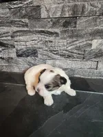 Lilly, a female Mal Shi for sale in La Harpe, IL – 9 of 10