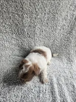 Sissy, a female Poodle - Toy  for sale in La Harpe, IL – 8 of 9