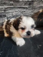 Stanley, a male Shihpoo for sale in La Harpe, IL – 8 of 9