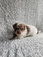 Sissy, a female Poodle - Toy  for sale in La Harpe, IL – 9 of 9
