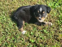 Asher, a male Miniature Australian Shepherd for sale in La Harpe, IL – 2 of 9