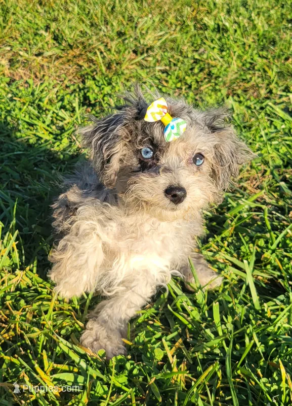 Tinker Bell – Bichpoo puppy for sale in La Harpe, IL