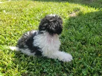 Daisy , a female Bichpoo for sale in La Harpe, IL – 5 of 6