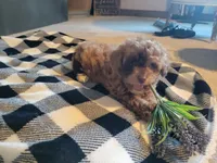 Hank, a male Poodle - Toy  for sale in La Harpe, IL – 3 of 10