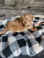 Bronson, a male Havapoo for sale in La Harpe, IL – 6 of 6