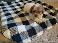 Sissy, a female Poodle - Toy  for sale in La Harpe, IL – 7 of 10