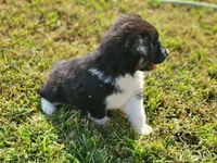 Loretta, a female Miniature Australian Shepherd for sale in La Harpe, IL – 6 of 6