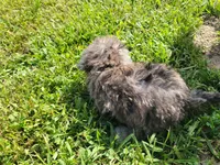 Tinker Bell, a female Bichpoo for sale in La Harpe, IL – 8 of 10