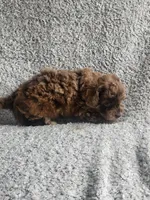 Hank, a male Poodle - Toy  for sale in La Harpe, IL – 3 of 7