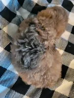 Hank, a male Poodle - Toy  for sale in La Harpe, IL – 10 of 10