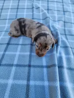 Chandler, a male Miniature Dachshund for sale in La Harpe, IL – 6 of 6
