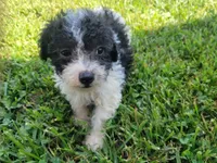 Daisy , a female Bichpoo for sale in La Harpe, IL – 3 of 6