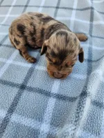 Romeo, a male Miniature Dachshund for sale in La Harpe, IL – 6 of 9