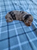 Chandler, a male Miniature Dachshund for sale in La Harpe, IL – 3 of 6