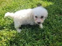 Gracie , a female Bichpoo for sale in La Harpe, IL – 9 of 9