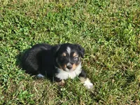 Asher, a male Miniature Australian Shepherd for sale in La Harpe, IL – 5 of 9