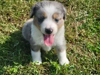 Cinch, a male Miniature Australian Shepherd for sale in La Harpe, IL – 7 of 8