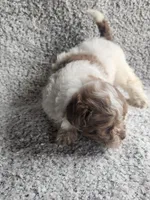 Sissy, a female Poodle - Toy  for sale in La Harpe, IL – 4 of 9