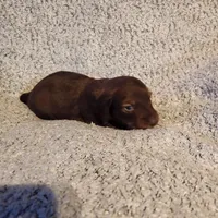 Bently, a male Miniature Dachshund for sale in La Harpe, IL – Photo 3 of 9