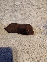 Bently, a male Miniature Dachshund for sale in La Harpe, IL – Photo 3 of 9