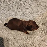 Bently, a male Miniature Dachshund for sale in La Harpe, IL – Photo 6 of 9