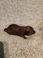 Bently, a male Miniature Dachshund for sale in La Harpe, IL – Photo 6 of 9