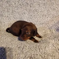 Bently, a male Miniature Dachshund for sale in La Harpe, IL – Photo 8 of 9