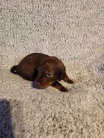 Bently, a male Miniature Dachshund for sale in La Harpe, IL – Photo 8 of 9