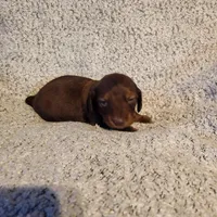 Bently, a male Miniature Dachshund for sale in La Harpe, IL – Photo 5 of 9