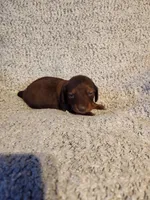 Bently, a male Miniature Dachshund for sale in La Harpe, IL – Photo 5 of 9