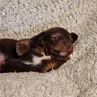 Bently, a male Miniature Dachshund for sale in La Harpe, IL – Photo 1 of 9