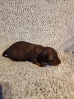 Bently, a male Miniature Dachshund for sale in La Harpe, IL – Photo 4 of 9