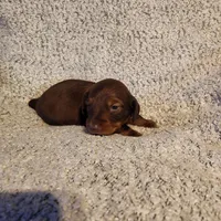 Bently, a male Miniature Dachshund for sale in La Harpe, IL – Photo 7 of 9