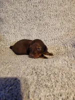 Bently, a male Miniature Dachshund for sale in La Harpe, IL – Photo 7 of 9