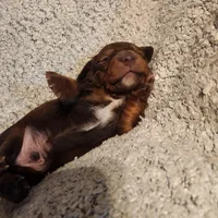 Bently, a male Miniature Dachshund for sale in La Harpe, IL – Photo 2 of 9