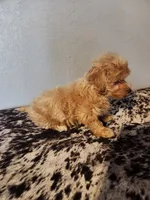 Prince, a male Havapoo for sale in La Harpe, IL – 9 of 10