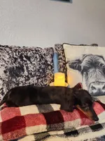 Duke, a male Miniature Dachshund for sale in La Harpe, IL – Photo 2 of 9