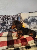 Duke, a male Miniature Dachshund for sale in La Harpe, IL – Photo 9 of 9