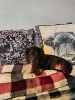 Duke, a male Miniature Dachshund for sale in La Harpe, IL – Photo 7 of 9