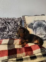 Duke, a male Miniature Dachshund for sale in La Harpe, IL – Photo 1 of 9