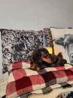 Luke, a male Miniature Dachshund for sale in La Harpe, IL – Photo 7 of 10