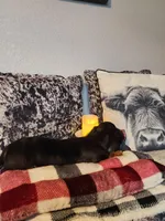 Duke, a male Miniature Dachshund for sale in La Harpe, IL – Photo 5 of 9