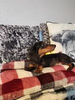 Duke, a male Miniature Dachshund for sale in La Harpe, IL – Photo 6 of 9