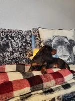 Duke, a male Miniature Dachshund for sale in La Harpe, IL – Photo 4 of 9