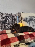 Duke, a male Miniature Dachshund for sale in La Harpe, IL – Photo 8 of 9