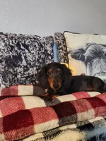 Duke, a male Miniature Dachshund for sale in La Harpe, IL – Photo 3 of 9