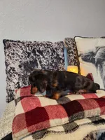 Luke, a male Miniature Dachshund for sale in La Harpe, IL – Photo 10 of 10