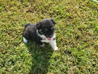 Loretta, a female Miniature Australian Shepherd for sale in La Harpe, IL – 2 of 6