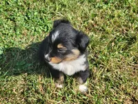 Asher, a male Miniature Australian Shepherd for sale in La Harpe, IL – 9 of 9